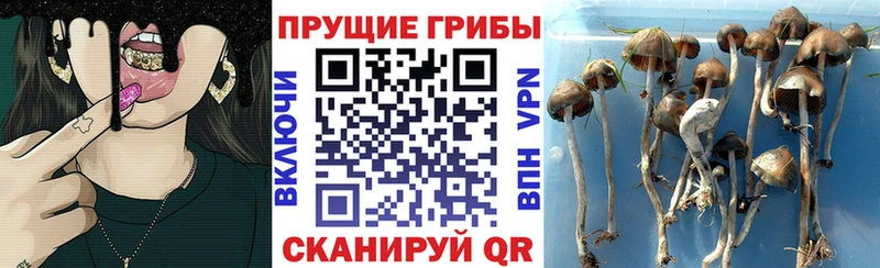 сайты даркнета телеграм  Кольчугино  Псилоцибиновые грибы Magic Shrooms 